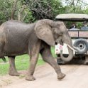 ZMB EAS SouthLuangwa 2016DEC10 KapaniLodge 023 : 2016, 2016 - African Adventures, Africa, Date, December, Eastern, Kapani Lodge, Mfuwe, Month, Places, South Luangwa, Trips, Year, Zambia